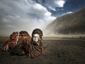 Bactrian camels Hunder nubra valley