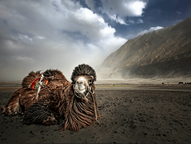 Bactrian camels Hunder nubra valley - the cold desert of Himalayas