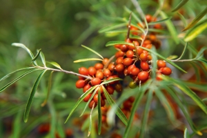 Leh Berry Plant